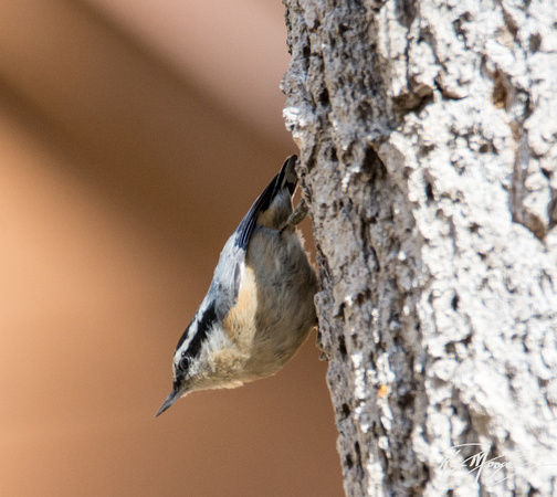 Red-breasted Nuthatch - Sitta canadensis