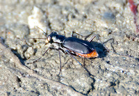 Wetsalts Tiger Beetle - Cicindela haemorrhagica