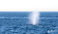 Humpback Whale - Megaptera novaeangliae