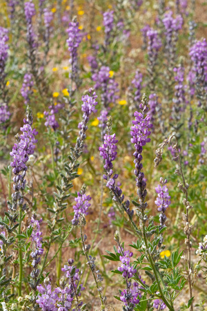 Lupine