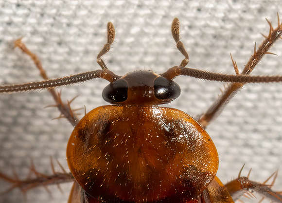 Western Wood Cockroach - Parcoblatta americana