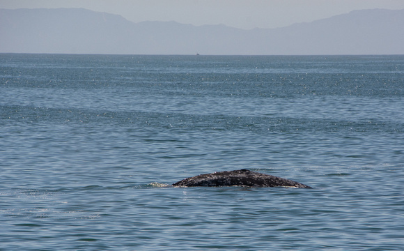 Gray whale - Eschrichtius robustus