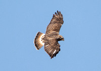 Rough-legged Hawk - Buteo lagopus