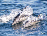 Long-beaked common dolphin - Delphinus capensis