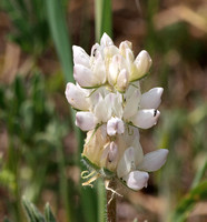 Chick Lupine - Lupinus microcarpus