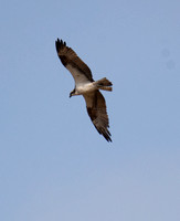 Osprey - Pandion haliaetus