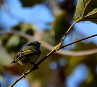 Ruby-crowned Kinglet - Regulus calendula