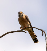 American Kestrel - Falco sparverius, Bordered Mantis - Stagmomantis limbata