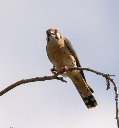 American Kestrel - Falco sparverius, Bordered Mantis - Stagmomantis limbata