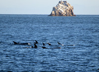 Risso's dolphin - Grampus griseus