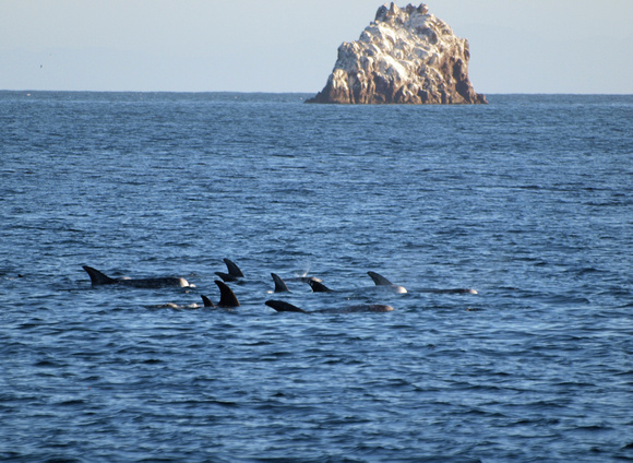Risso's dolphin - Grampus griseus