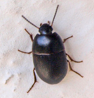 Family Tenebrionidae - Darkling Beetles