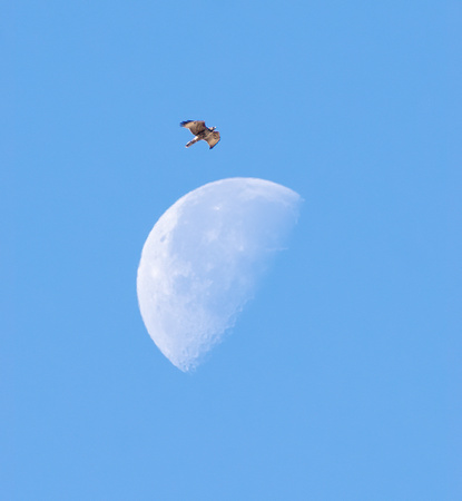 Red-tailed Hawk - Buteo jamaicensis
