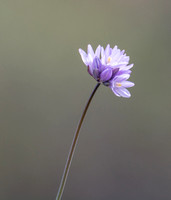 Blue Dicks (Wild Hyacinth) - Dipterostemon capitatus