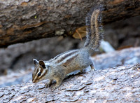 Lodgepole Chipmunk - Neotamias speciosus