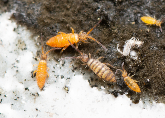 Springtail - Entomobrya atrocincta
