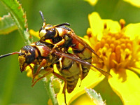 Mason wasp - Euodynerus hidalgo