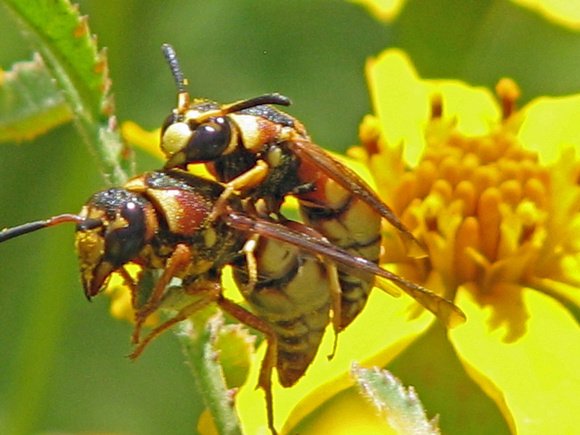 Mason wasp - Euodynerus hidalgo