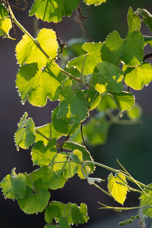 Morning dew