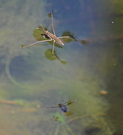 Water strider - Family Gerridae and Backswimmer - Family Notonectidae