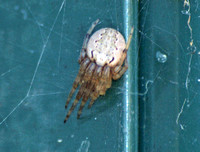 Orb weaver -Metazygia zilloides