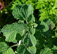 Horehound