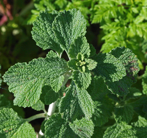 Horehound