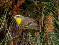 Grace's Warbler - Setophaga graciae