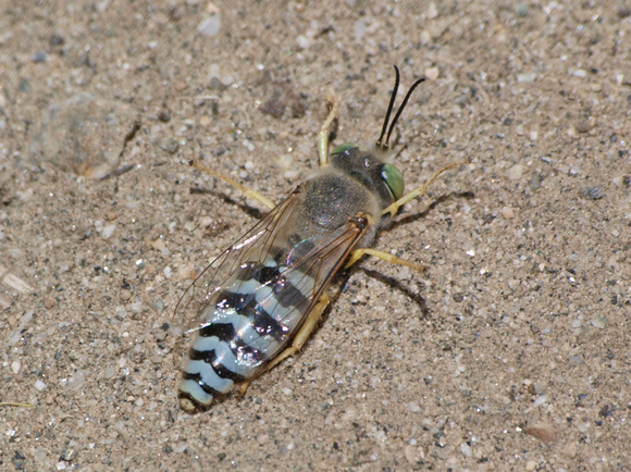 Sand wasp 1 - Bembix comata