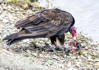 Turkey Vulture - Cathartes aura