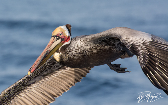 Brown Pelican - Pelecanus occidentalis