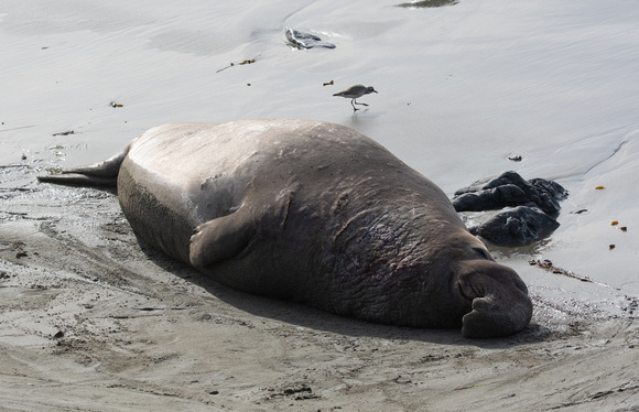 Elephant seal - Mirounga angustirostris, Black-bellied Plover - Pluvialis squatarola