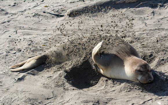 Elephant seal - Mirounga angustirostris (flicking sand)