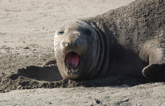 Elephant seal - Mirounga angustirostris