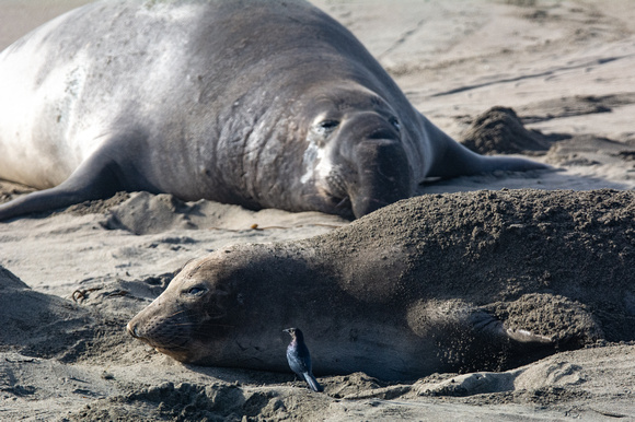 Elephant seal - Mirounga angustirostris, Brewer's Blackbird - Euphagus cyanocephalus