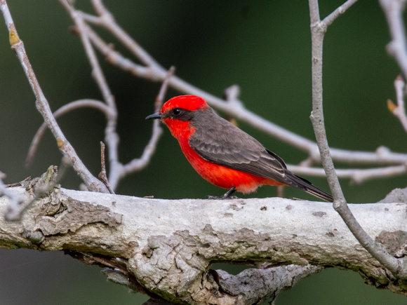 Vermilion Flycatcher - Pyrocephalus rubinus