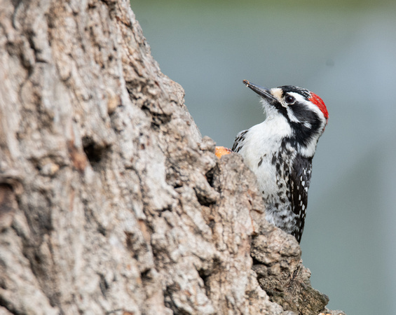Nuttall's Woodpecker - Dryobates nuttallii