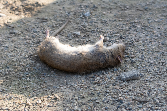 Brown Rat - Rattus norvegicus