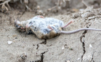 Deer Mouse - Peromyscus sp.,
