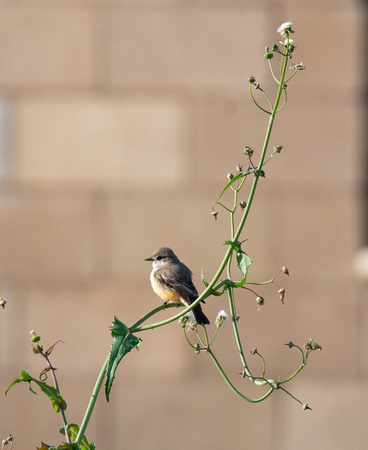 Vermilion Flycatcher - Pyrocephalus rubinus