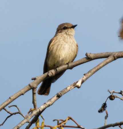 Vermilion Flycatcher - Pyrocephalus rubinus