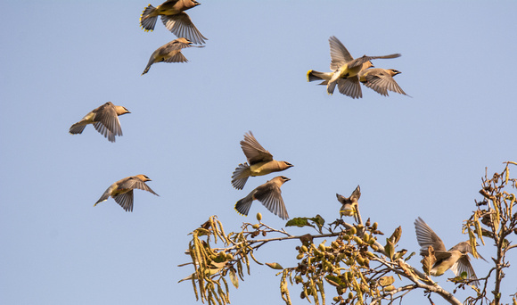 Cedar Waxwing - Bombycilla cedrorum