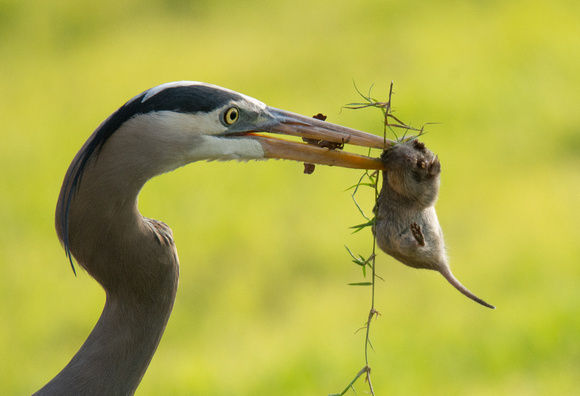 Botta's pocket gopher - Thomomys bottae, Great Blue Heron - Ardea herodias