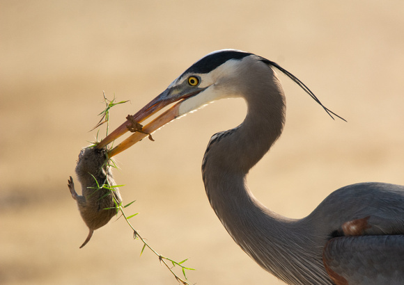 Botta's pocket gopher - Thomomys bottae, Great Blue Heron - Ardea herodias