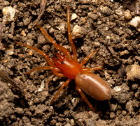 Woodlouse hunter - Dysdera crocata