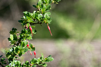 Fuchsia-flowered Gooseberry - Ribes speciosum