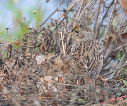 Golden-crowned Sparrow - Zonotrichia atricapilla