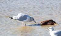 American Herring Gull - Larus smithsonianus