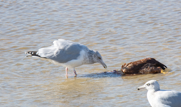 American Herring Gull - Larus smithsonianus
