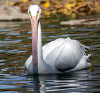 American White Pelican - Pelecanus erythrorhynchos